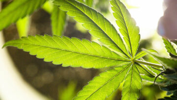 Cannabis – Jahrtausende bekannt – hoch aktuell